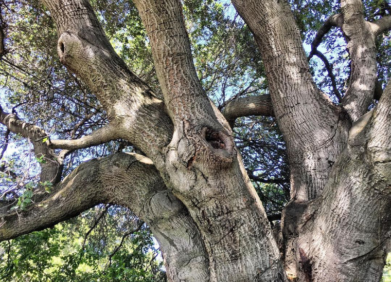 We'll miss you so much Micah, we'll never forget you, and our tree won't either ❤️