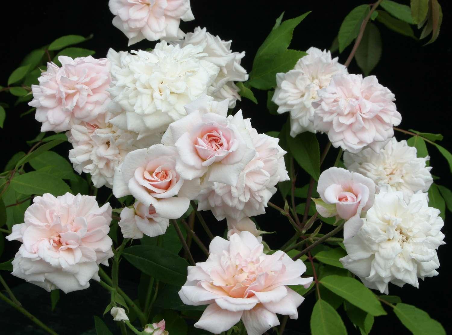 Blessed is the memory of Han Fol