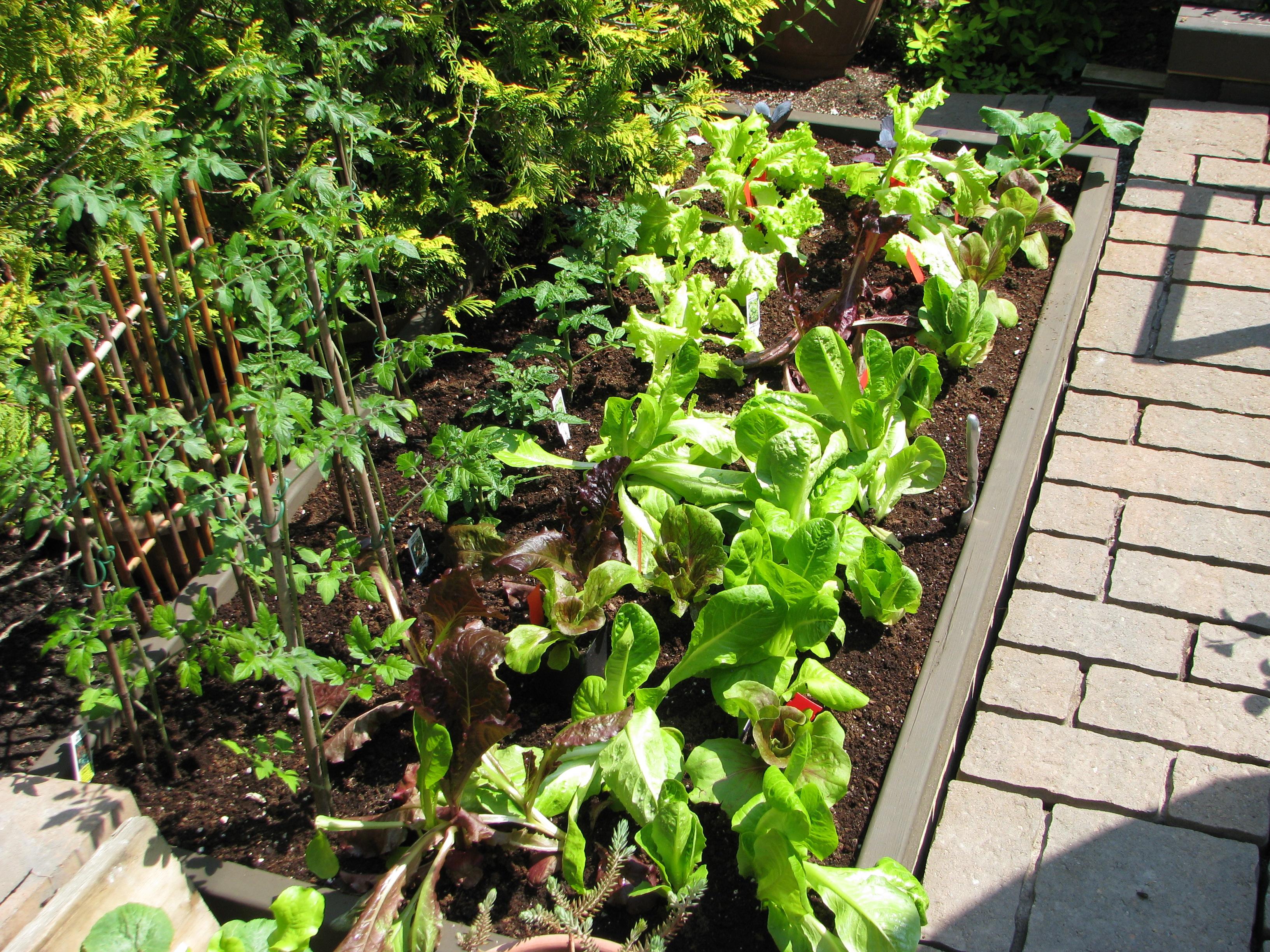 Mom's vegetable garden.