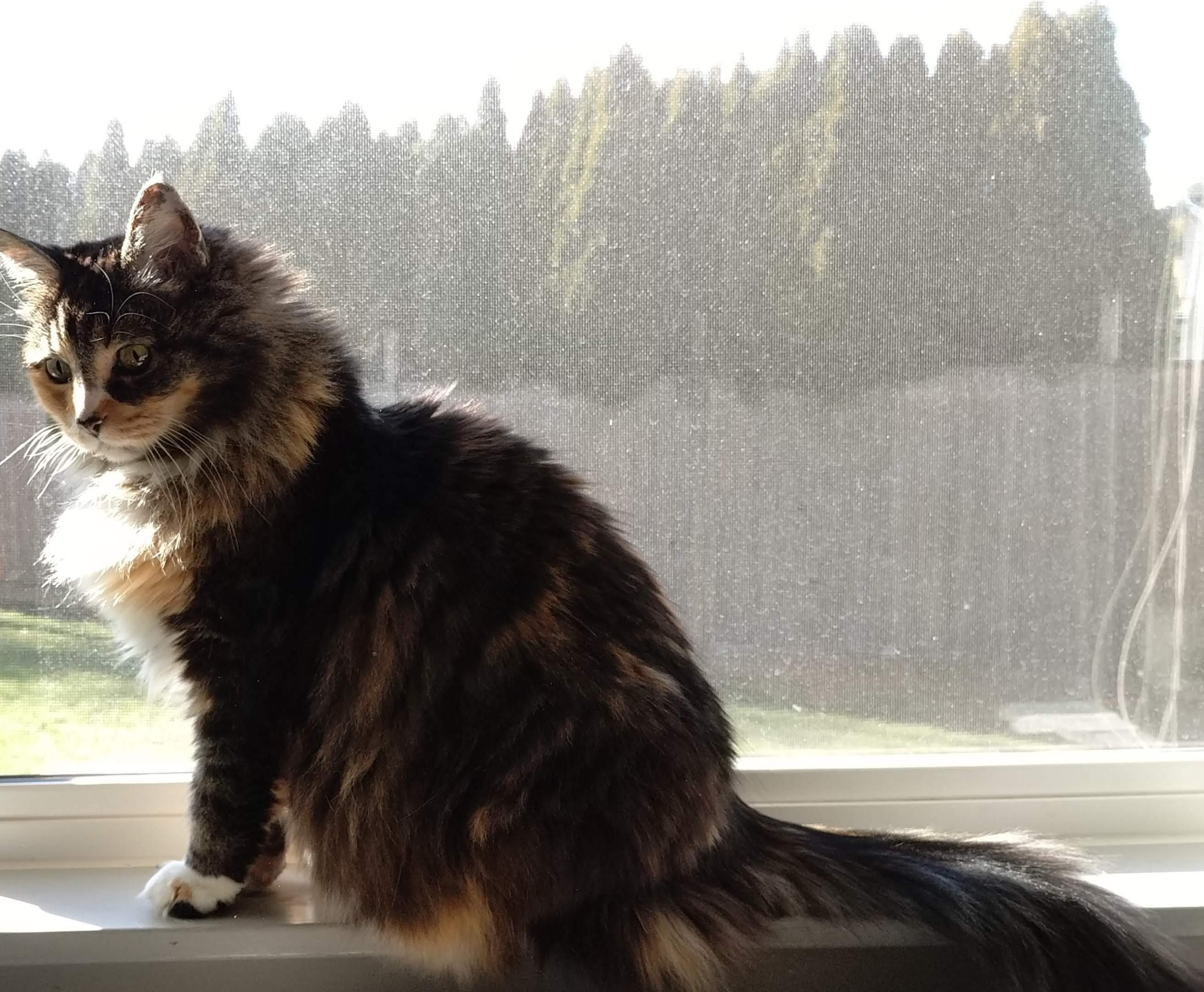 Tiger / Angel