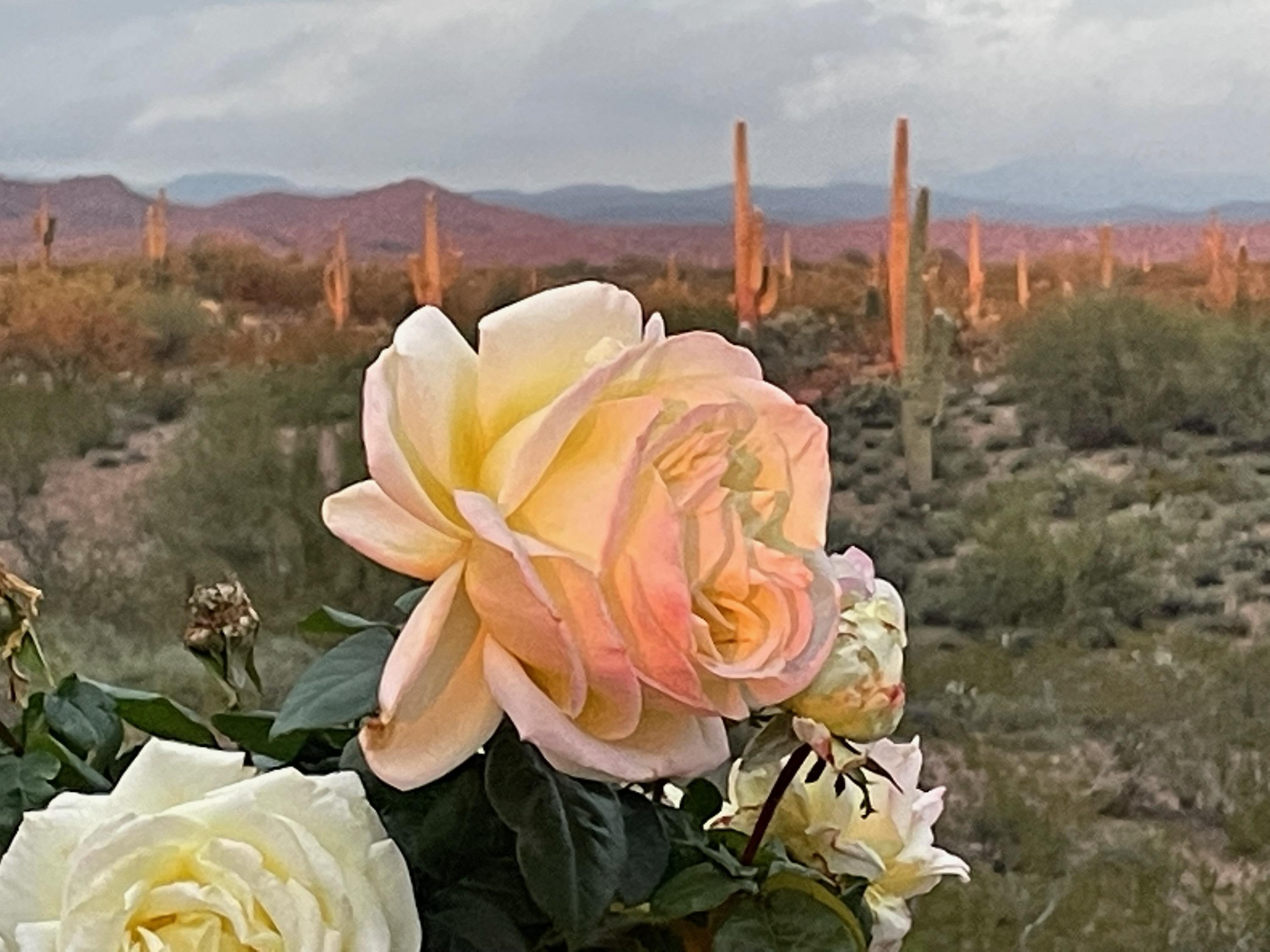 Auntie always had the most beautiful roses.