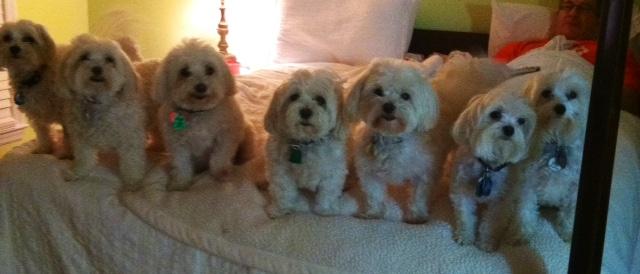 Pete's guard dogs who attacked me