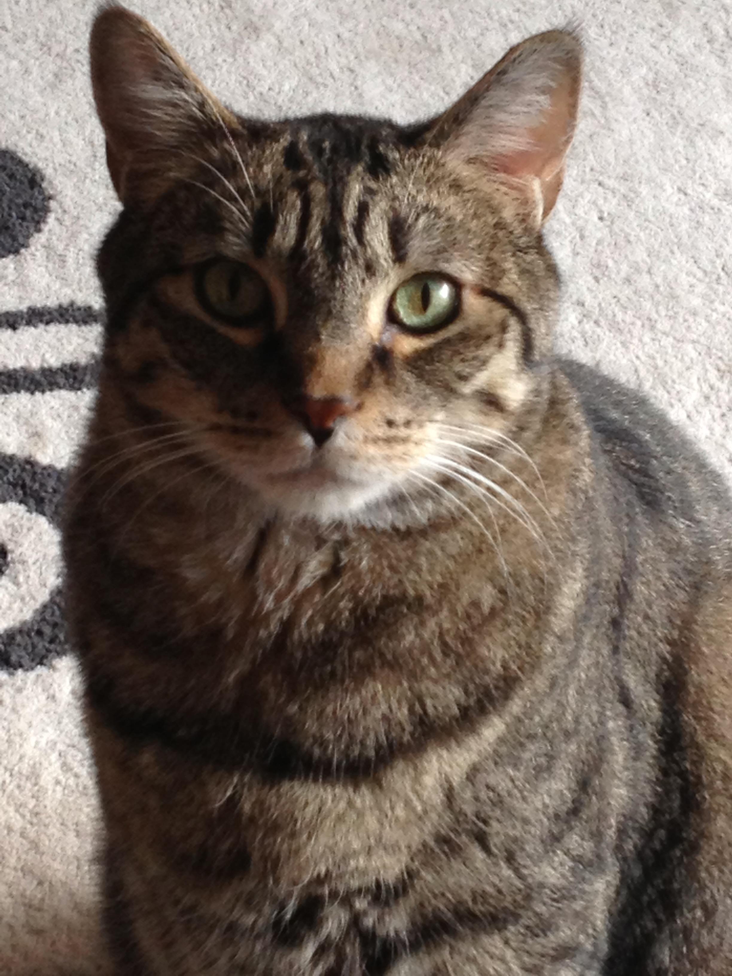 Hatrick was da BOMB! Best stripey dude ever. 