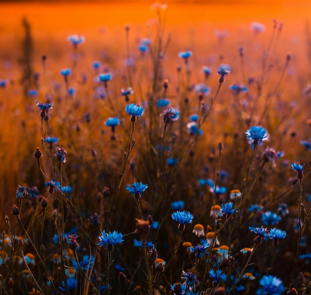 Blue Flower