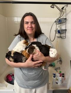Guinea pigs