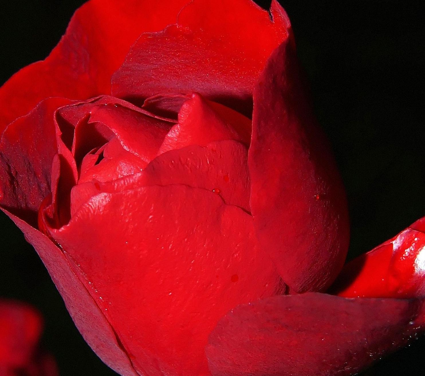 Your live was as beautiful as a rose.