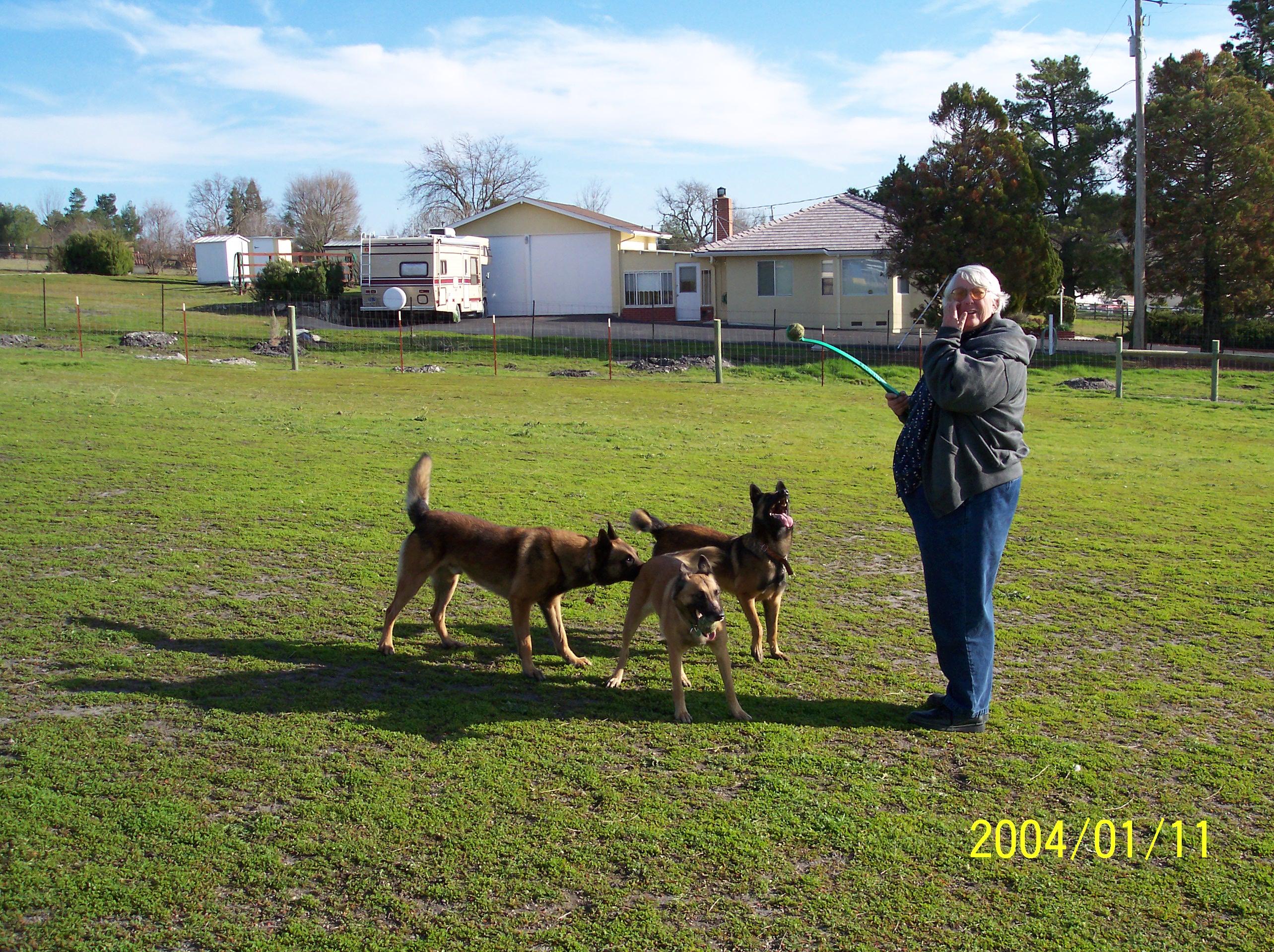 Carole playing ball with the crazy Malinois Pack, Red, Whoppi, and Solo