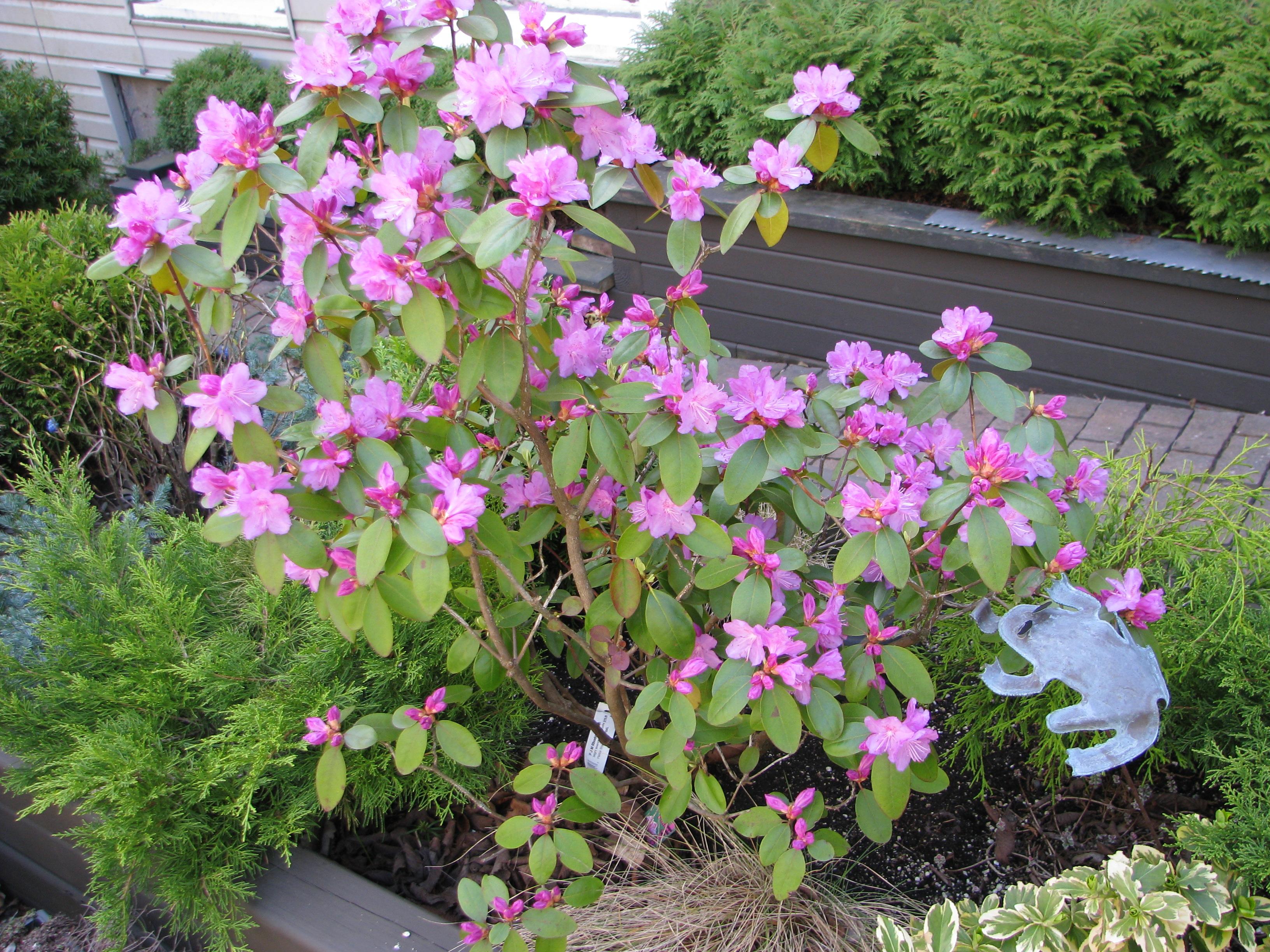 Mom's garden, in bloom.