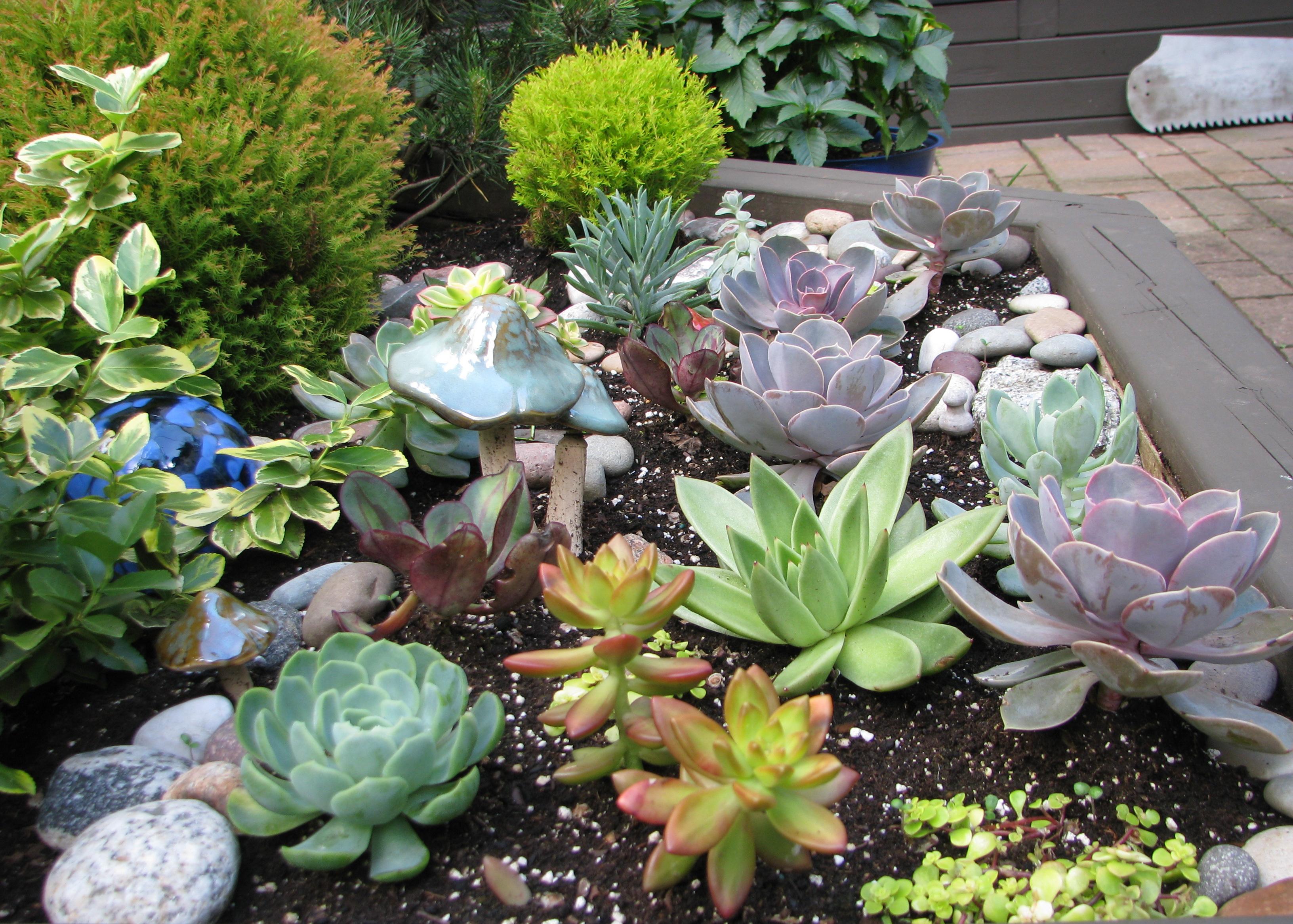 Mom's succulent garden.